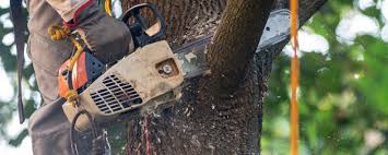 Best Commercial Tree Services  in Sauk City, WI