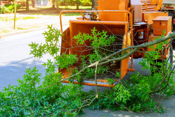 Best Arborist Consultation Services  in Sauk City, WI